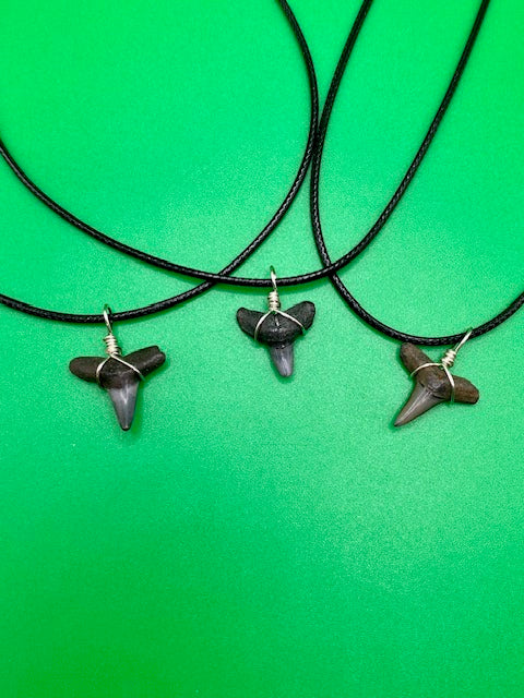 Assorted Basic Shark Tooth Necklace