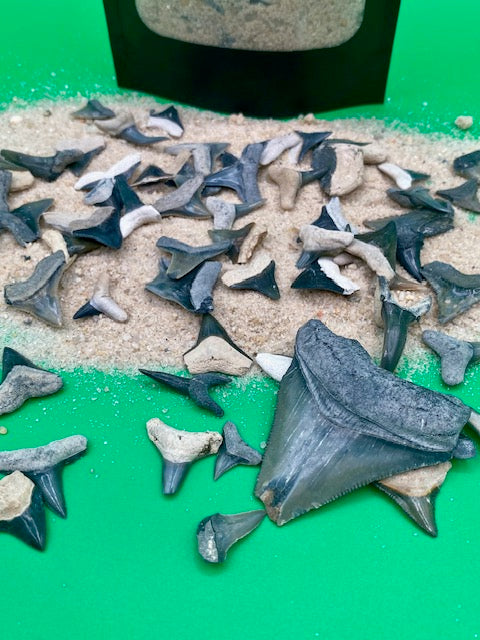 Auction: Premium Bone Valley Shark Tooth Sand Kit - 50 Pieces plus a Megalodon (5-5)