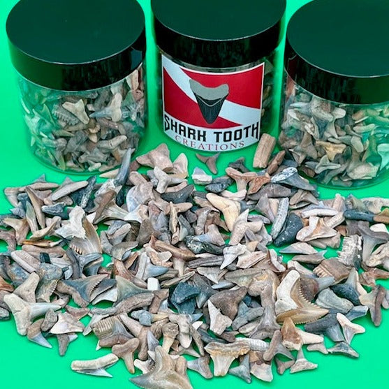 Auction (5-5b): Over 250 Pieces of Gainesville, FL Area Shark Teeth & Fossils Jar