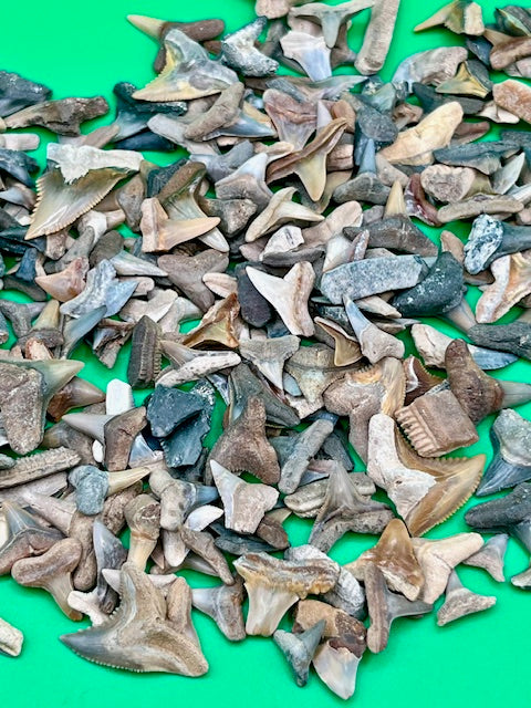 Auction (5-5b): Over 250 Pieces of Gainesville, FL Area Shark Teeth & Fossils Jar