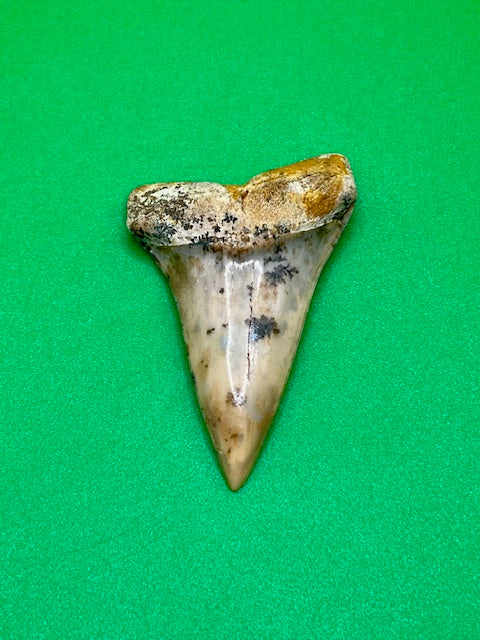 1.81" - "Fire Zone" Hastalis Shark Tooth