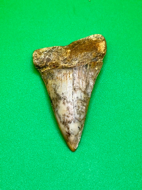 2.24" - "Fire Zone" Hastalis Shark Tooth