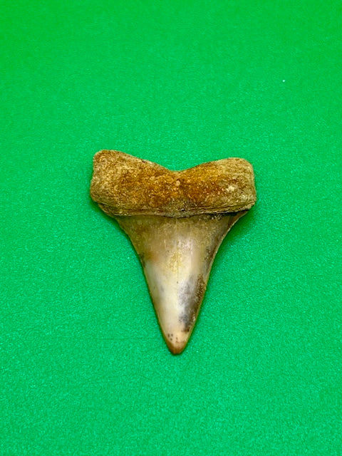 1.29" - "Fire Zone" Hastalis Shark Tooth