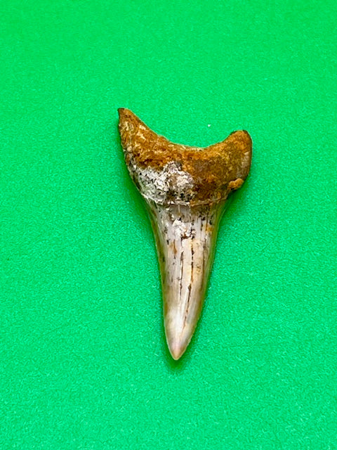 1.48" - "Fire Zone" Hastalis Shark Tooth