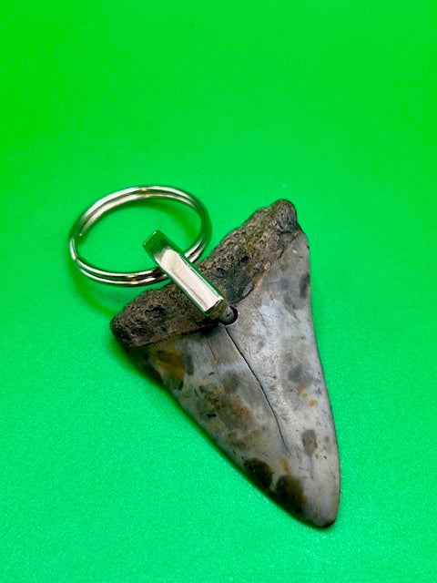 2.06" Hastalis "aka Mako" Shark Tooth Keychain