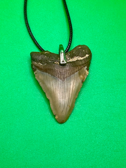 1.91” Megalodon Tooth Necklace