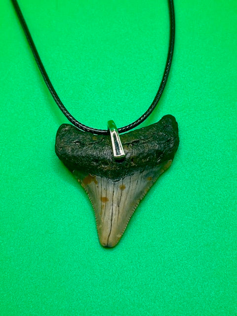 1.89” Megalodon Tooth Necklace