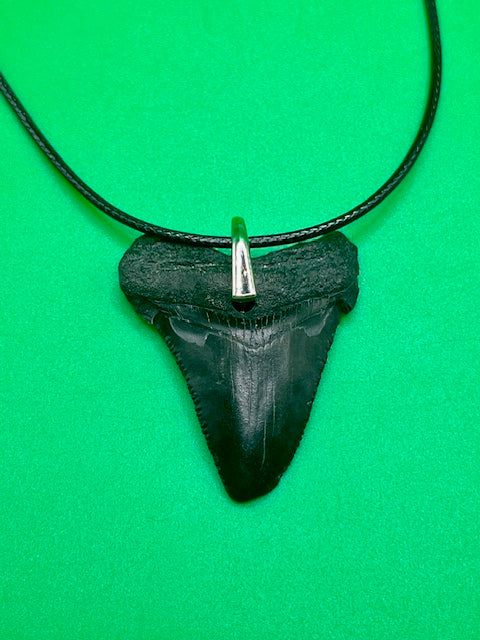 1.74” Shark Tooth Necklace