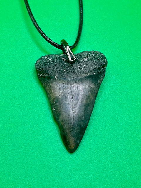 2.06” Mako Tooth Necklace