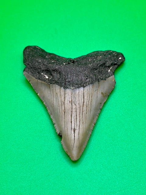 2.89" Megalodon Shark Tooth
