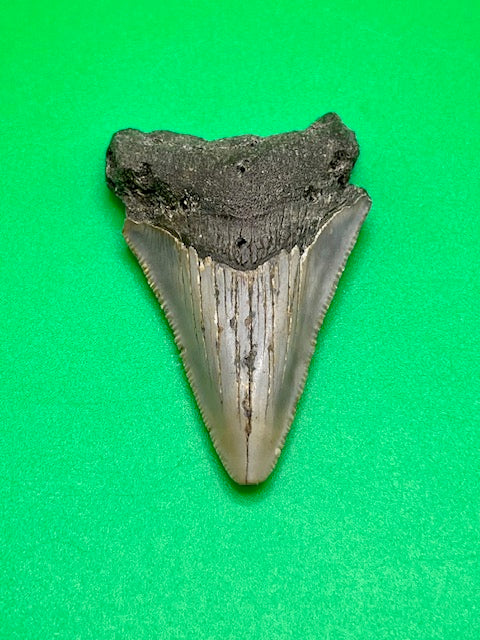 2.20" Megalodon Shark Tooth