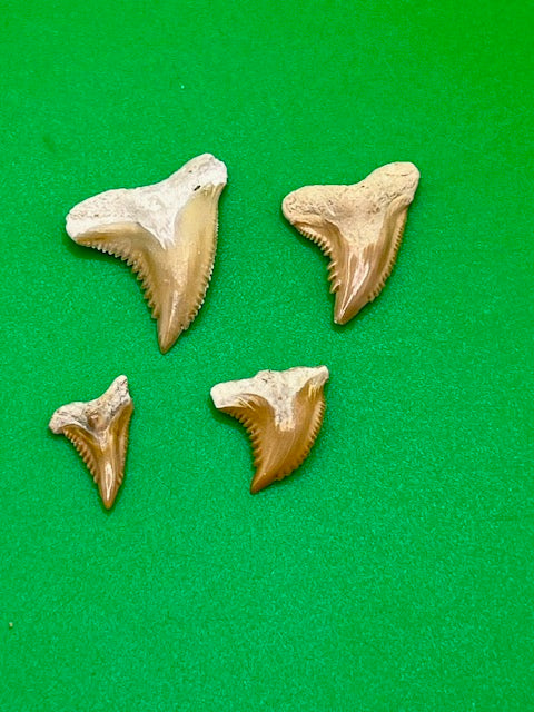 Auction: Set of 4 - Bone Valley Hemi Shark Teeth