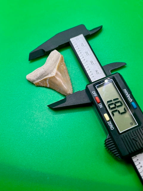 Auction: Awesome 1.82" Bone Valley Megalodon Shark Tooth