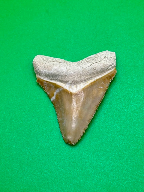 Auction: Awesome 1.82" Bone Valley Megalodon Shark Tooth