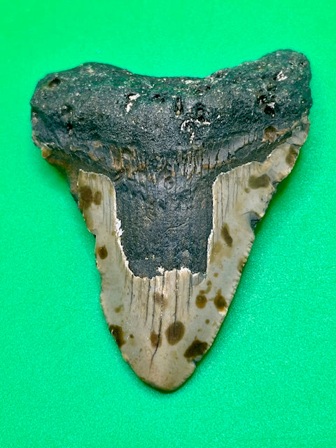 Auction: Spotted 2.95"  Megalodon Shark Tooth