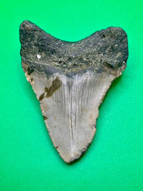 Auction: Spotted 2.95"  Megalodon Shark Tooth
