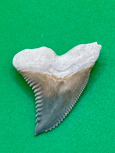 Auction: Amazing 1.29" Bone Valley "Hemi" Shark Tooth