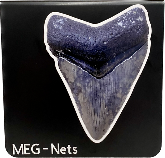 5" Club "MEG-NET" - Megalodon Tooth Magnet